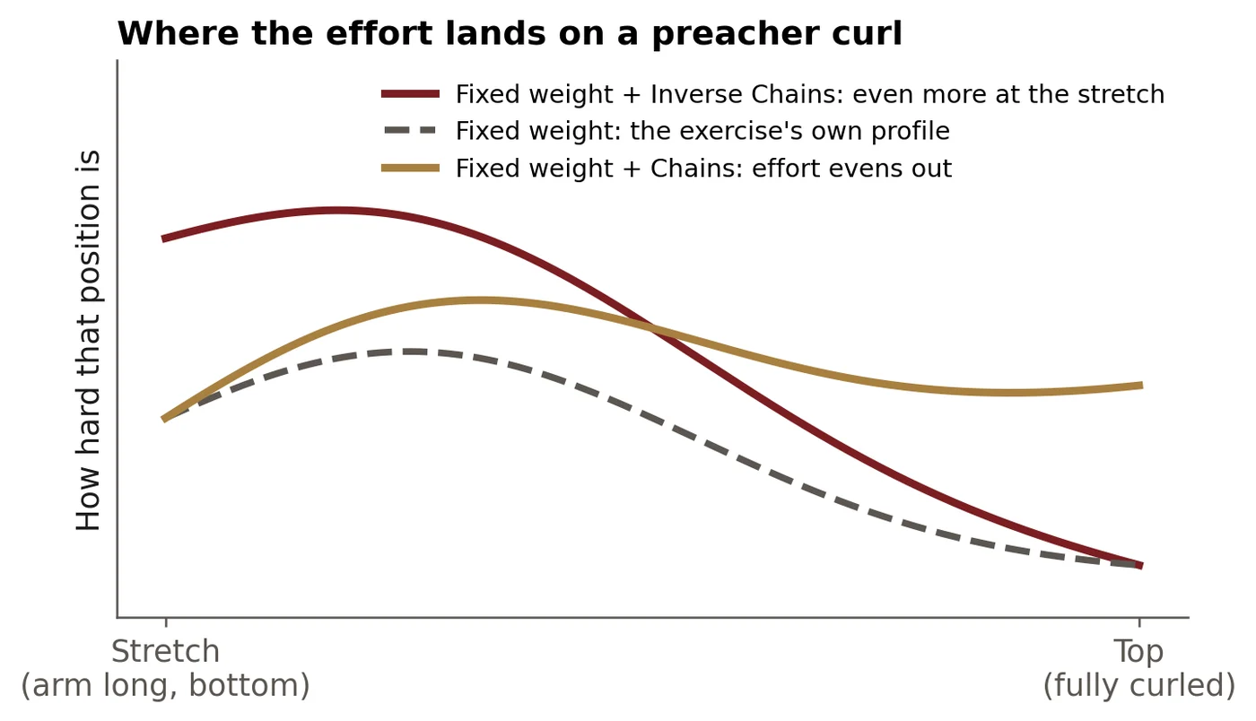 Where the effort lands on a preacher curl. Where the effort lands on a preacher curl. A fixed weight already loads the stretch hardest. Chains even out the effort, while Inverse Chains stack even more load on the stretch. Illustrative shapes, not measured data.